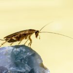 Perché caldo e scarsità di cibo obbligano le blatte a uscire di giorno