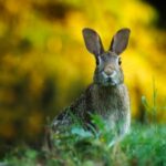 Cacca di coniglio: benefici e usi ecologici