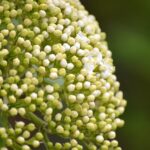 Fiori di sambuco in cucina: piccoli gesti, grande carattere